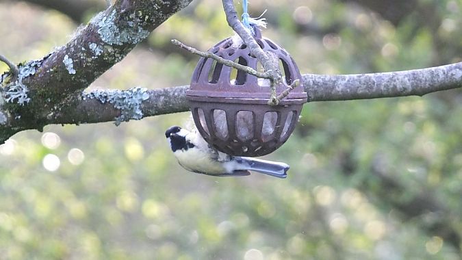 Mésange charbonnière  - Sylvie Bourrieau
