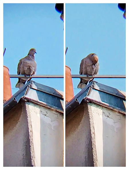 Tourterelle turque  - Laurent Pascual-Le Tallec