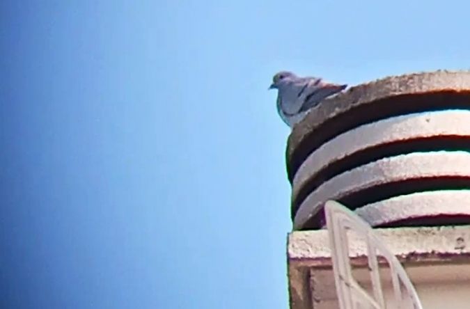 Pigeon colombin  - Laurent Pascual-Le Tallec