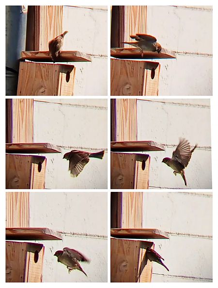 Moineau domestique  - Laurent Pascual-Le Tallec