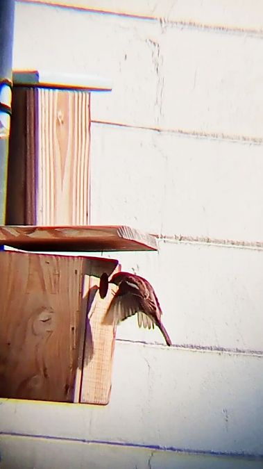 Moineau domestique  - Laurent Pascual-Le Tallec