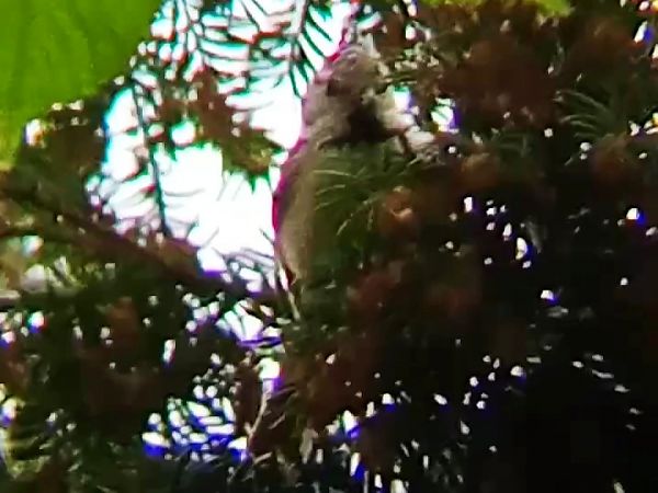 Mésange huppée  - Laurent Pascual-Le Tallec