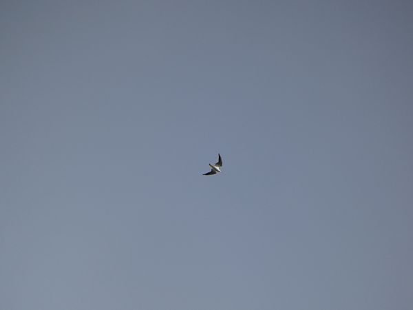 Mouette rieuse  - Lucas Nguyen