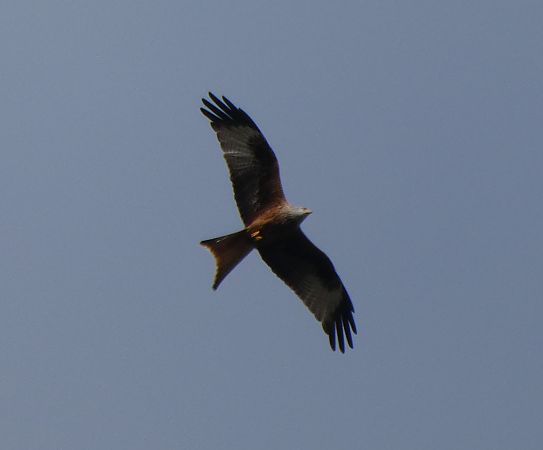 Milan royal  - Lucas Nguyen