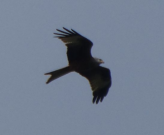 Milan royal  - Lucas Nguyen