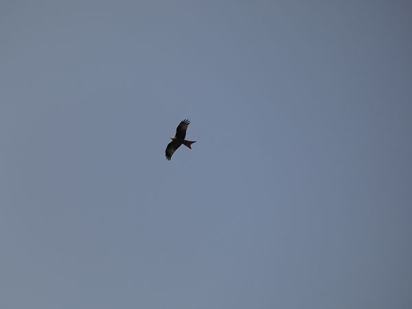 Milan royal  - Lucas Nguyen