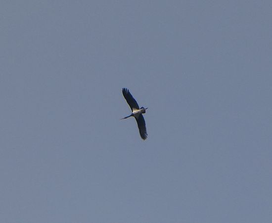 Cigogne noire  - Lucas Nguyen