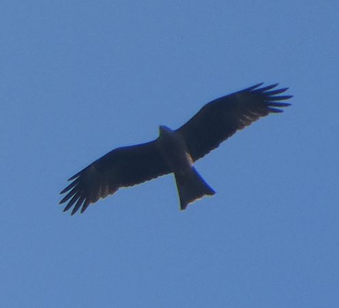 Milan noir  - Lucas Nguyen