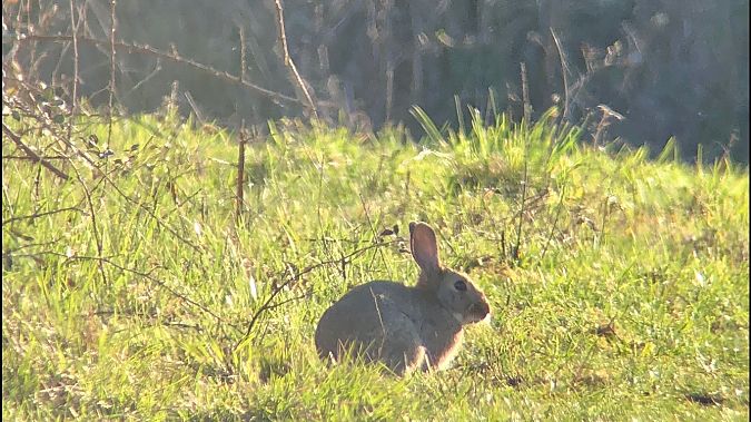 Lapin de garenne  - Anthony Bourgaux