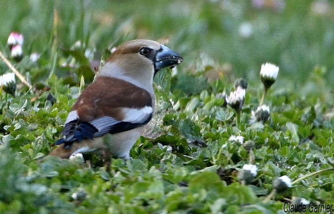 Grosbec casse-noyaux  - Claude Garnier