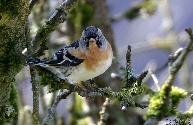 Pinson du Nord  - Claude Garnier