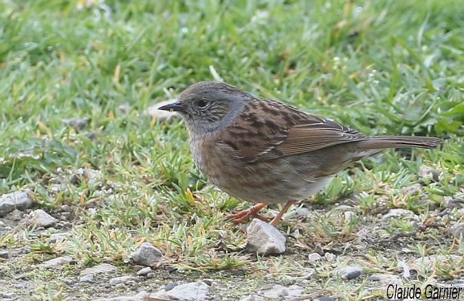 Accenteur mouchet  - Claude Garnier