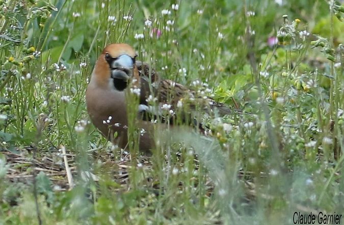 Grosbec casse-noyaux  - Claude Garnier