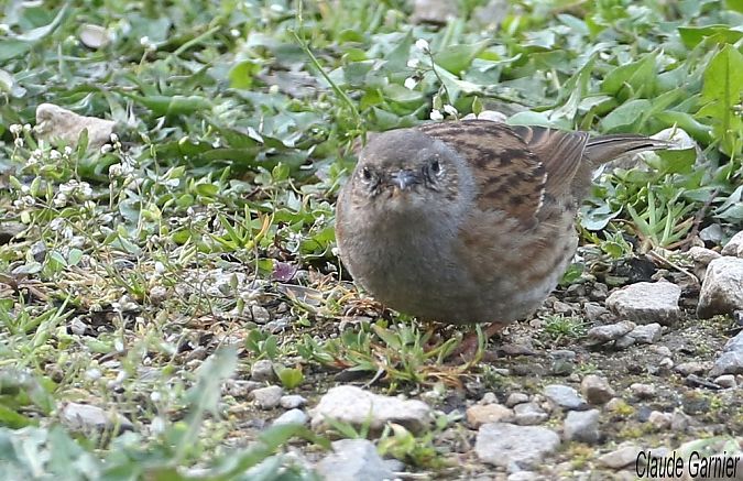Accenteur mouchet  - Claude Garnier