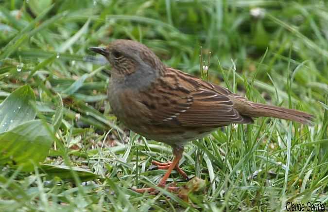 Accenteur mouchet  - Claude Garnier