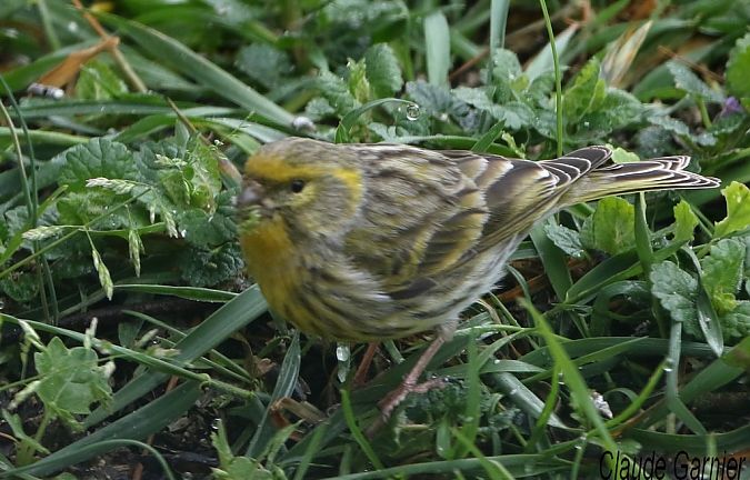 Serin cini  - Claude Garnier
