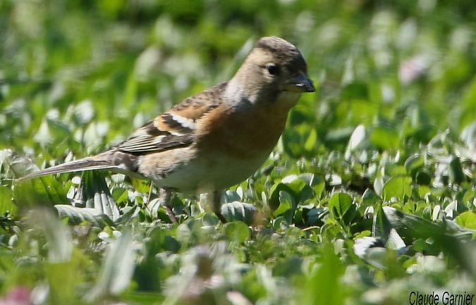 Pinson du Nord  - Claude Garnier