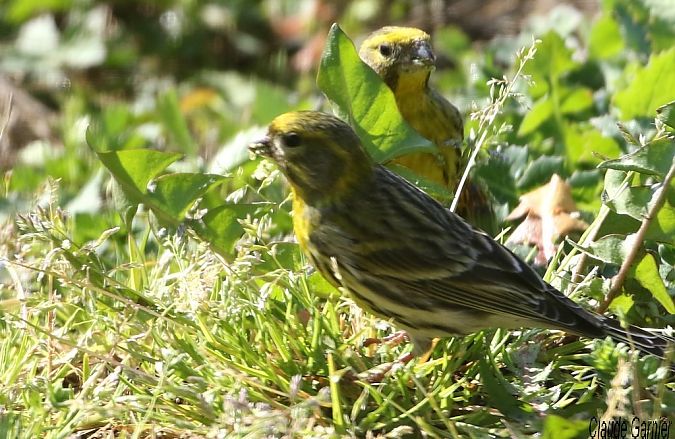 Serin cini  - Claude Garnier