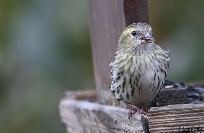 Tarin des aulnes  - Claude Garnier