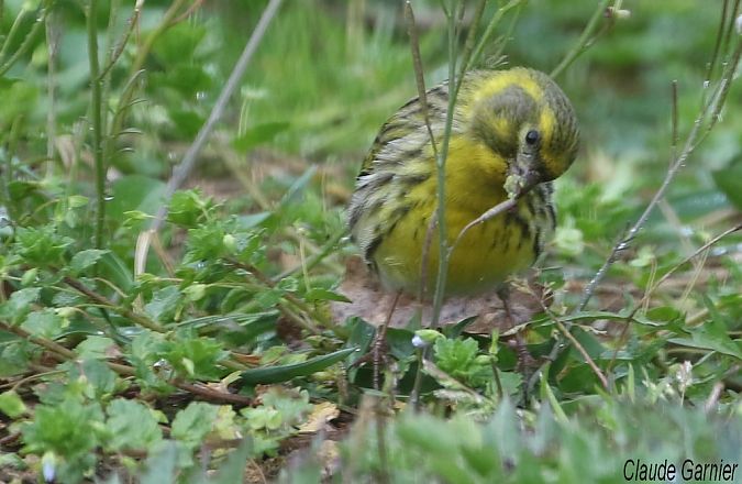 Serin cini  - Claude Garnier