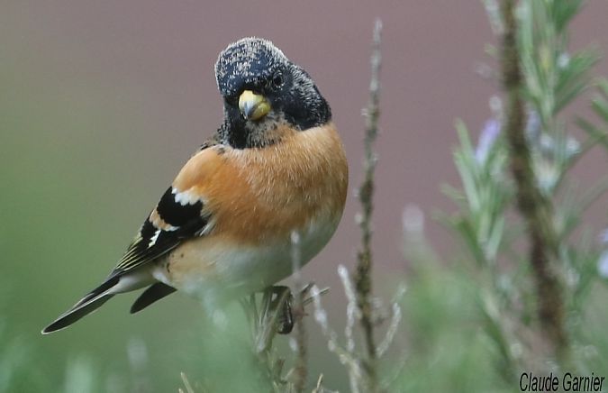 Pinson du Nord  - Claude Garnier