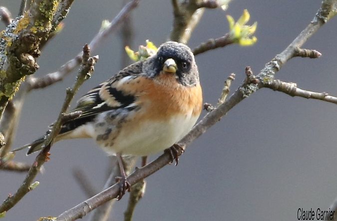 Pinson du Nord  - Claude Garnier