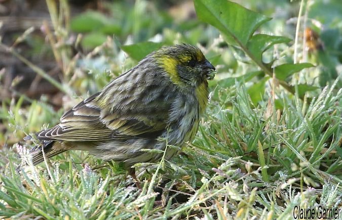 Serin cini  - Claude Garnier