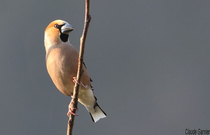 Grosbec casse-noyaux  - Claude Garnier