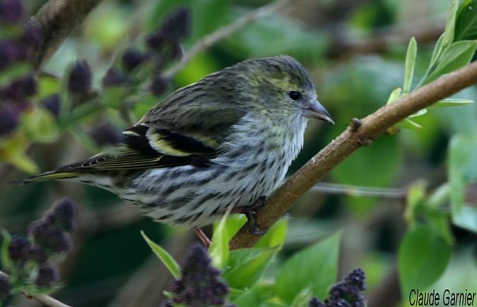 Tarin des aulnes  - Claude Garnier