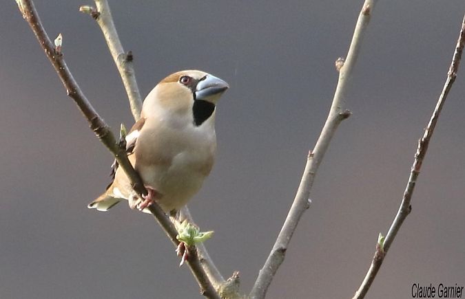 Grosbec casse-noyaux  - Claude Garnier