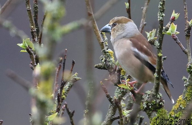 Grosbec casse-noyaux  - Claude Garnier