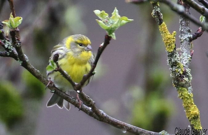 Serin cini  - Claude Garnier
