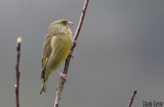 Verdier d'Europe  - Claude Garnier
