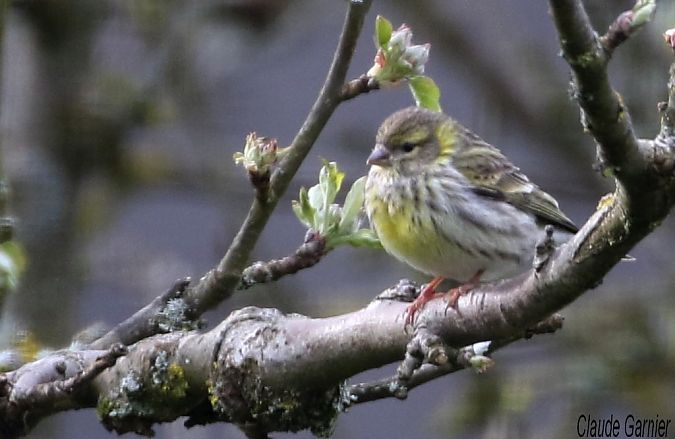 Serin cini  - Claude Garnier