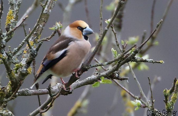 Grosbec casse-noyaux  - Claude Garnier