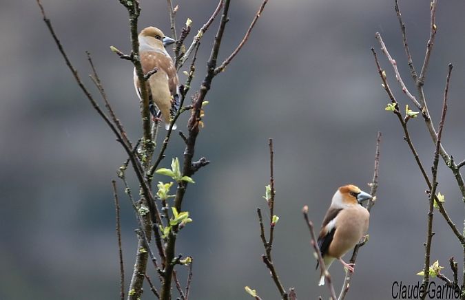 Grosbec casse-noyaux  - Claude Garnier