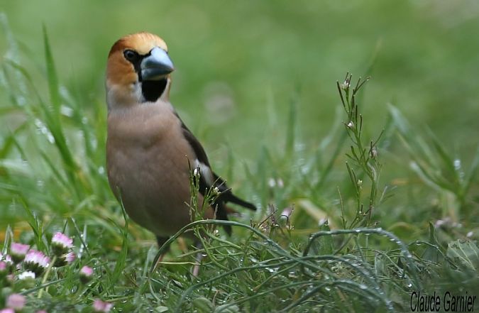 Grosbec casse-noyaux  - Claude Garnier