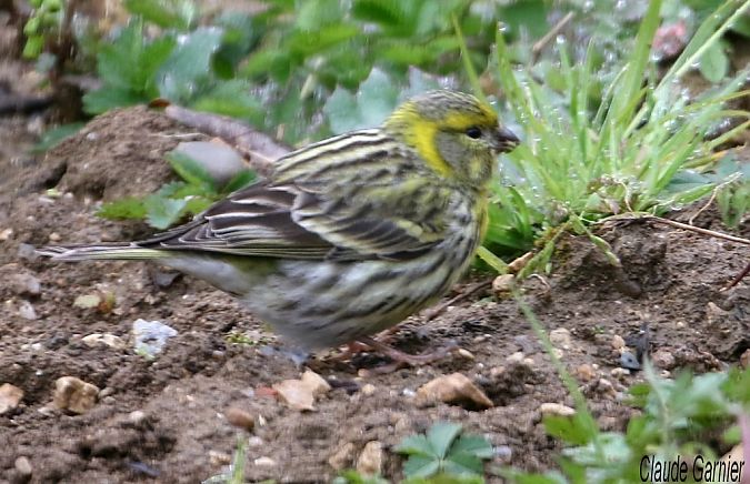 Serin cini  - Claude Garnier