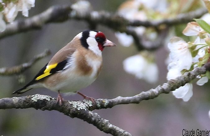 Chardonneret élégant  - Claude Garnier