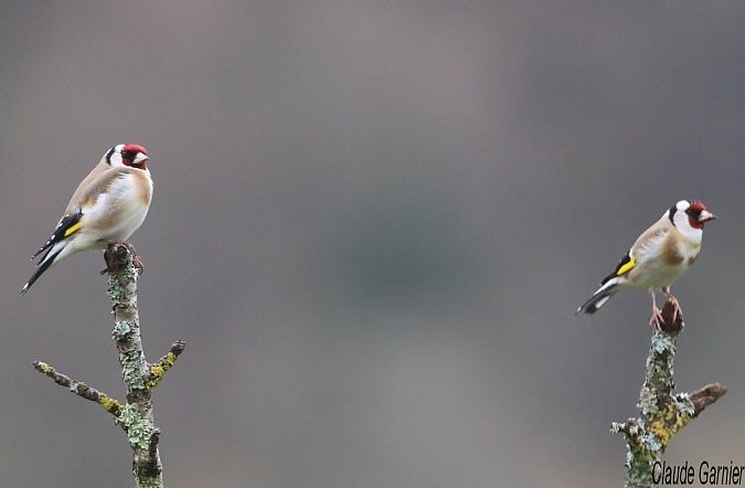 Chardonneret élégant  - Claude Garnier