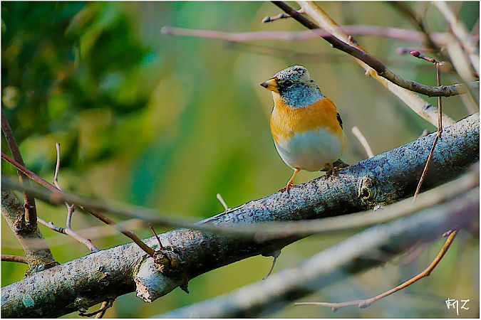 Pinson du Nord  - Aline et François-Marie Zwank
