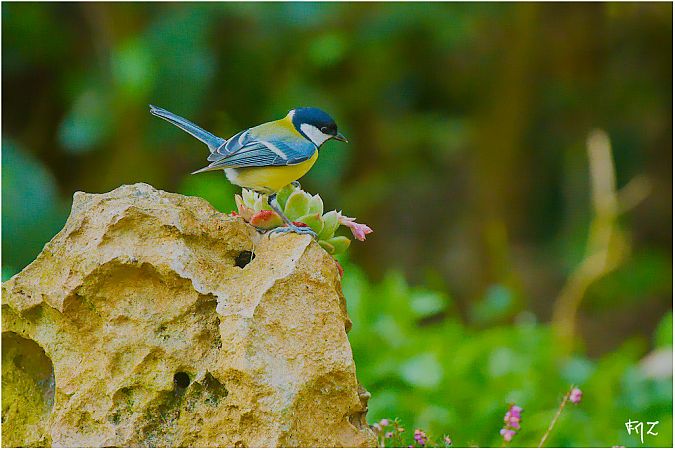 Mésange charbonnière  - Aline et François-Marie Zwank