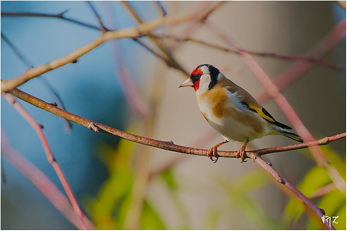 Chardonneret élégant  - Aline et François-Marie Zwank