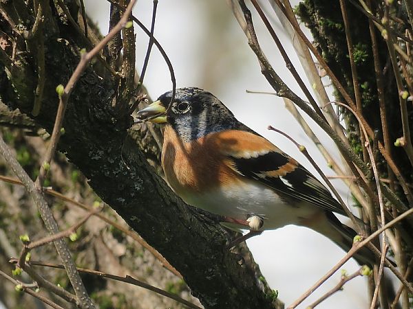 Pinson du Nord  - Nathalie et Marc Aubertin