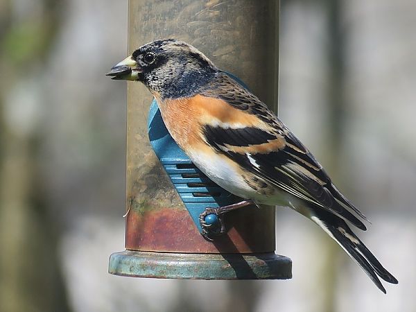 Pinson du Nord  - Nathalie et Marc Aubertin