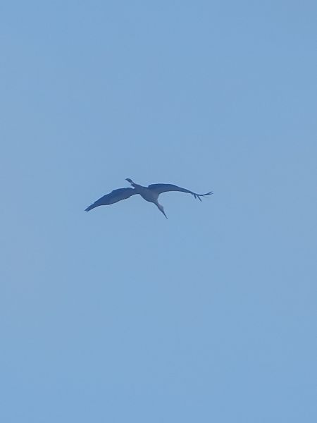 Cigogne blanche  - Xavier Herrier