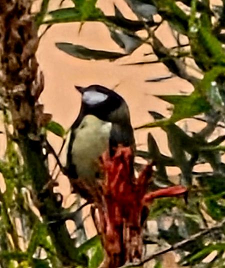Mésange charbonnière  - Bernard Simon
