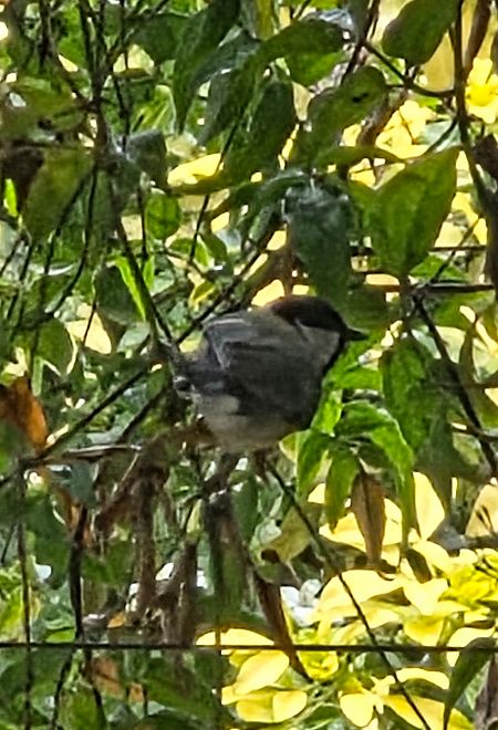 Mésange charbonnière  - Bernard Simon