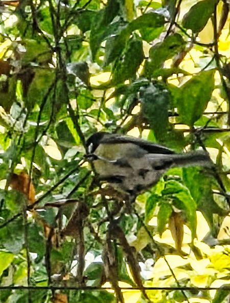 Mésange charbonnière  - Bernard Simon