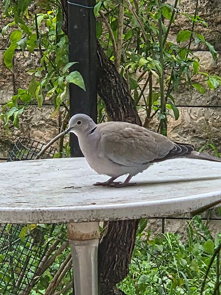 Tourterelle turque  - Bernard Simon